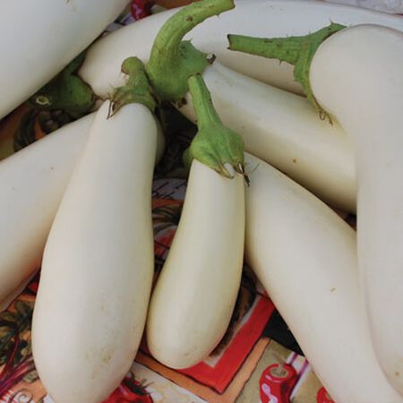 Picture of Casper white eggplant