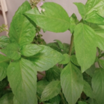 Picture of Cinnamon Basil