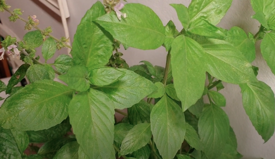 Picture of Cinnamon Basil