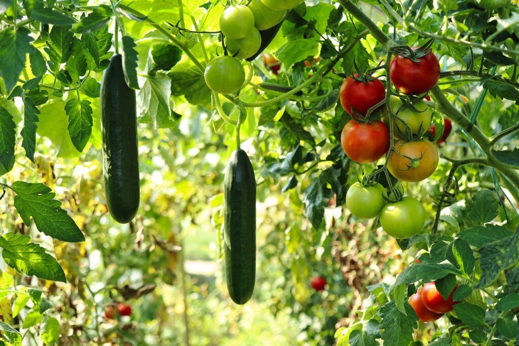 Picture showing English Cucumber