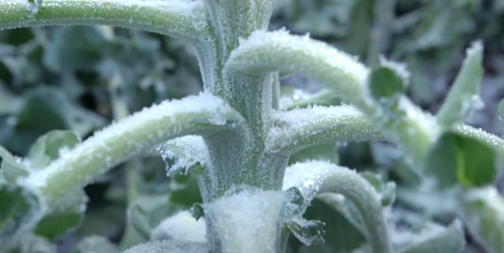 Picture showing frost laden purple sprouting broccoli
