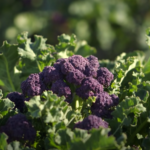 Main picture showing budded Purple Broccoli