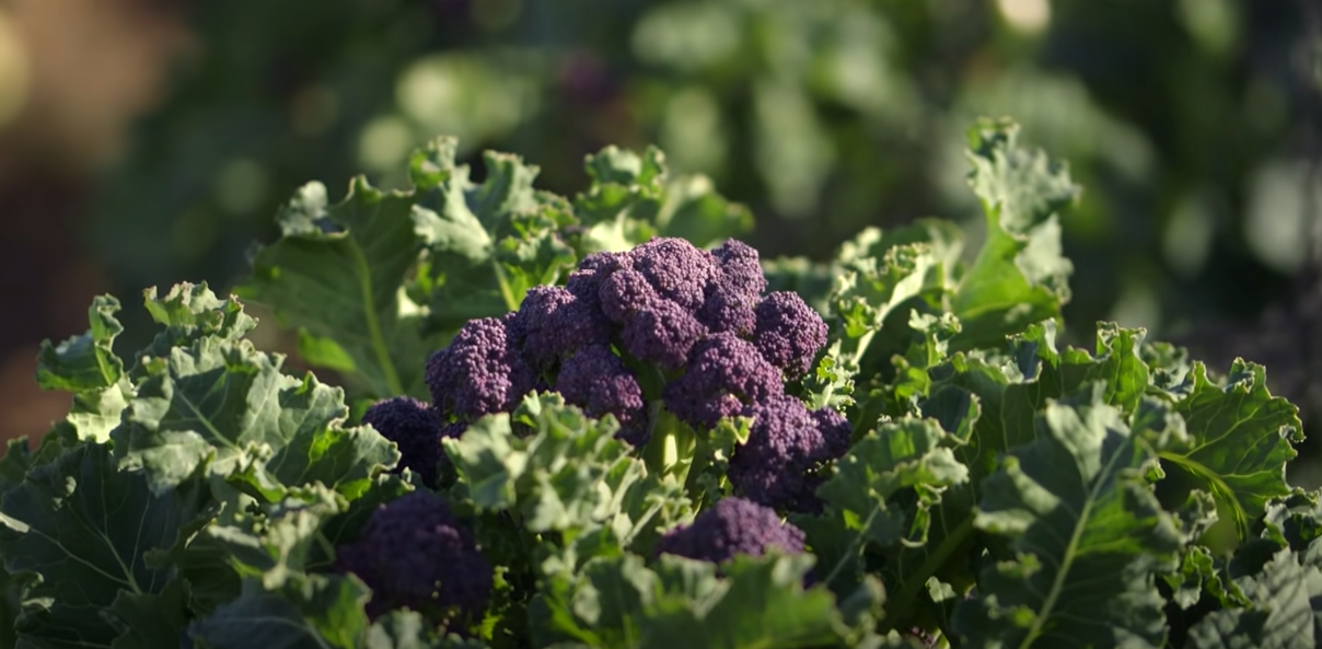 Main picture showing budded Purple Broccoli