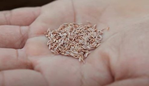 Picture of purple lettuce seeds