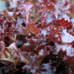 Picture of Purple Lettuce