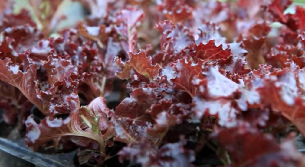 Picture of Purple Lettuce