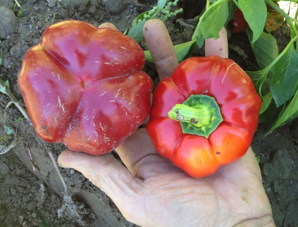 Picture of Red Ruffled Pimento Peppers