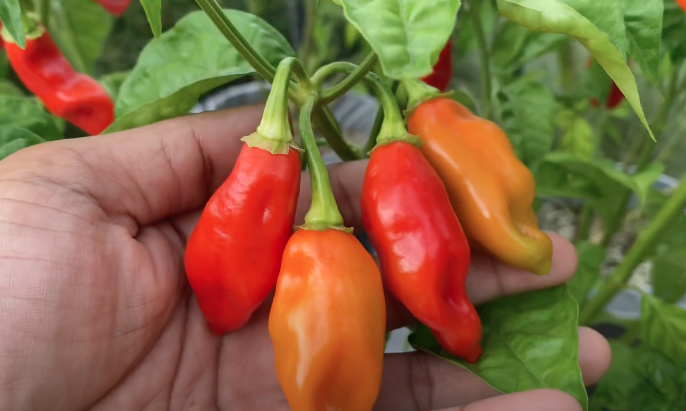 Picture of Trinadad Pimento Peppers