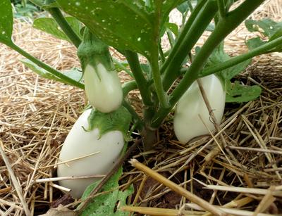 Picture of White Beauty Eggplant