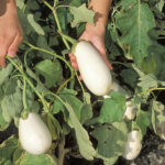 Picture of White Eggplants