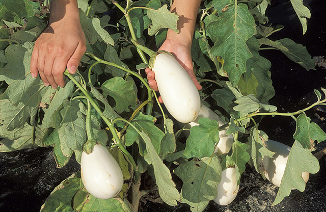 Picture of White Eggplants