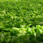 Picture of Boston Lettuce in the field