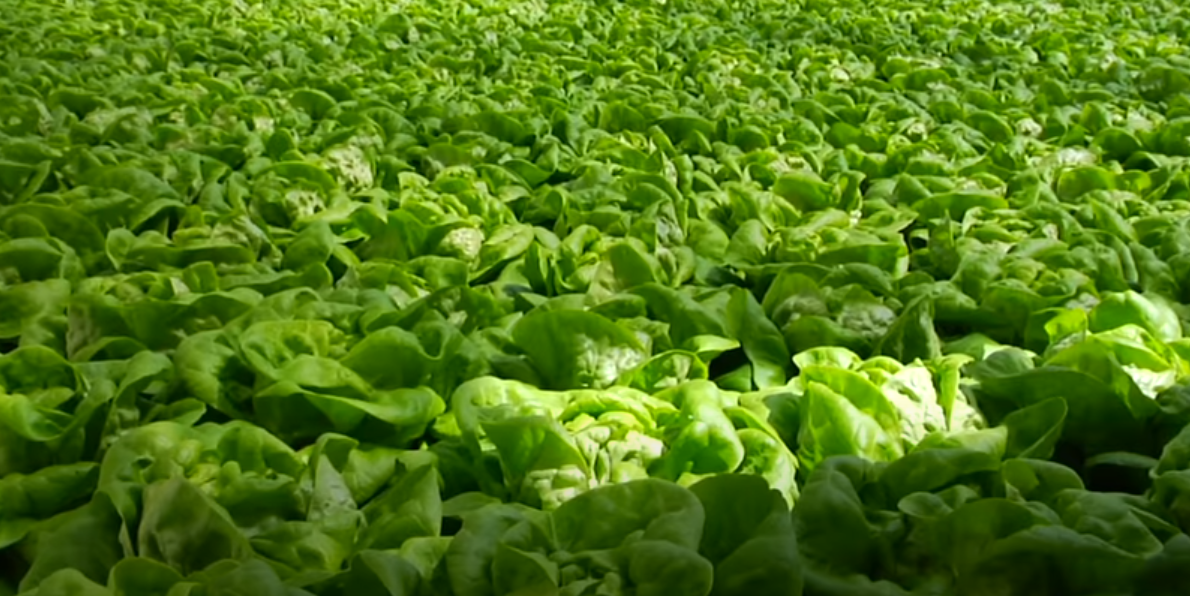 Picture of Boston Lettuce in the field