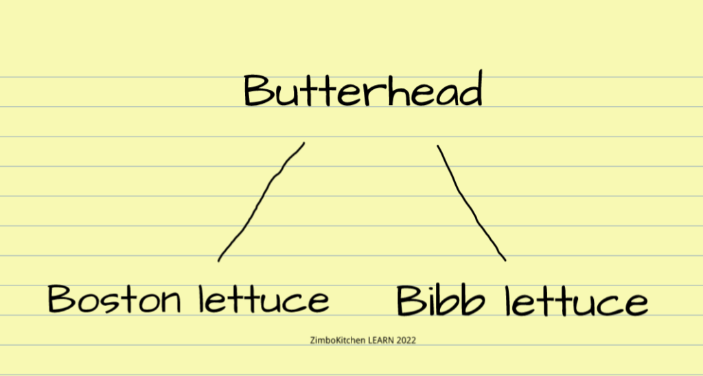 Boston lettuce vs Bibb lettuce