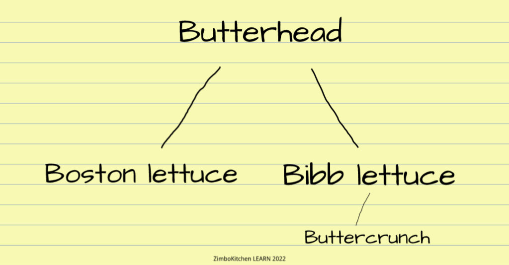 Diagram showing that Buttercrunch lettuce is a Bibb type lettuce of butterhead cultivar.