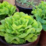 Picture of Buttercrunch Lettuce