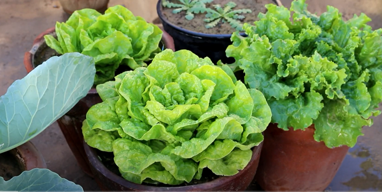 Picture of Buttercrunch Lettuce