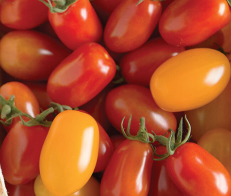 Picture showing Grape Roma Tomatoes