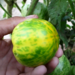 Picture showing Green Zebra tomato