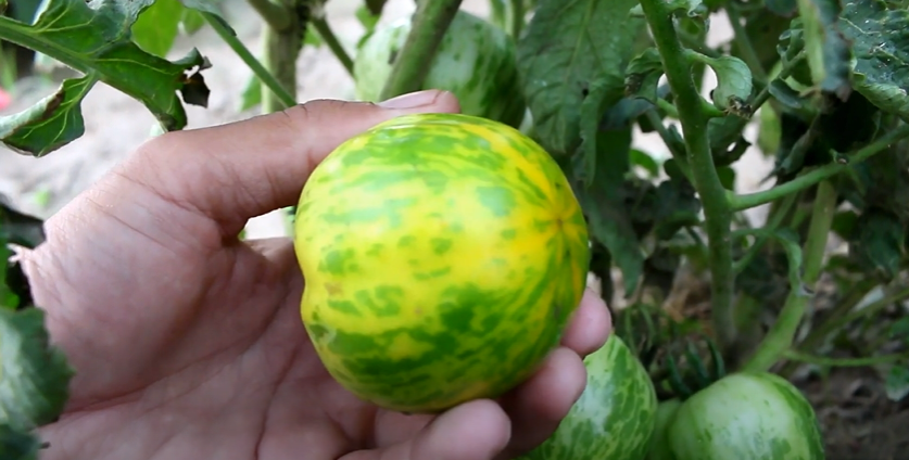Picture showing Green Zebra tomato