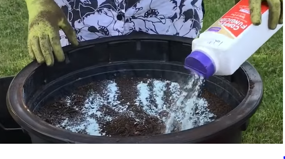 Picture showing steps in growing Roma tomatoes in pots 