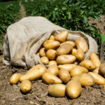 Picture showing Kennebec Potatoes