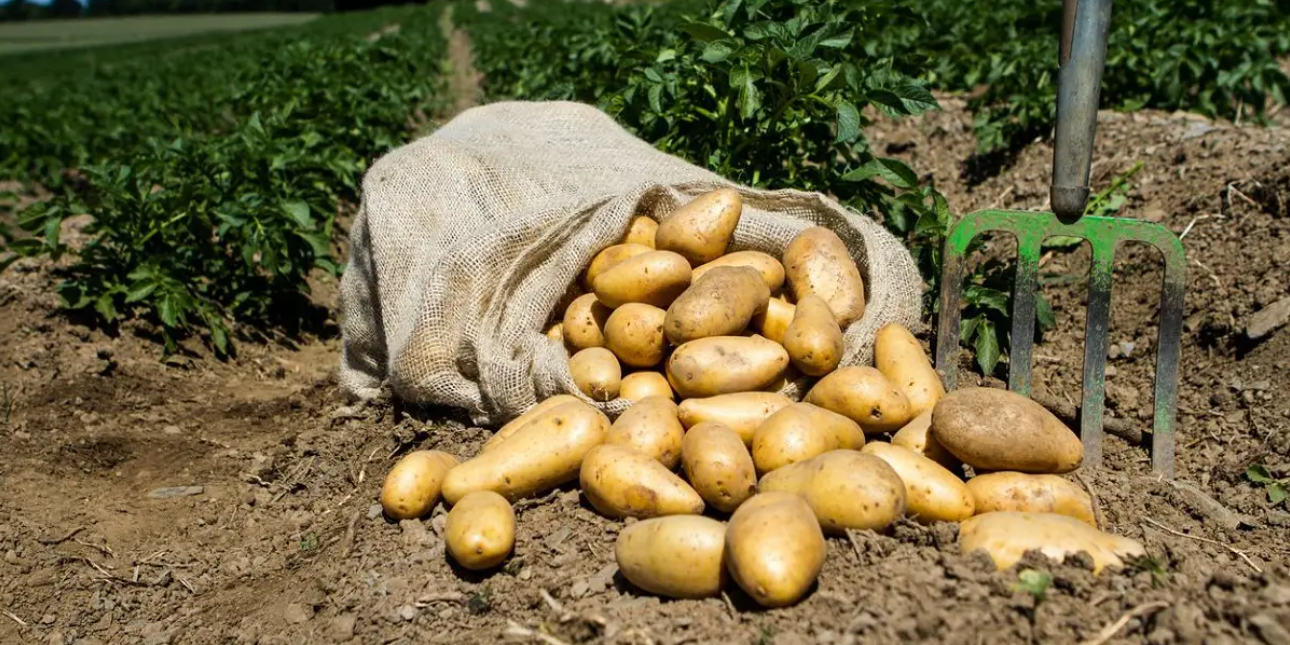 Picture showing Kennebec Potatoes