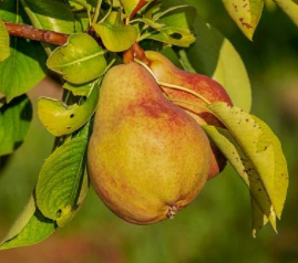 Pear Fruit