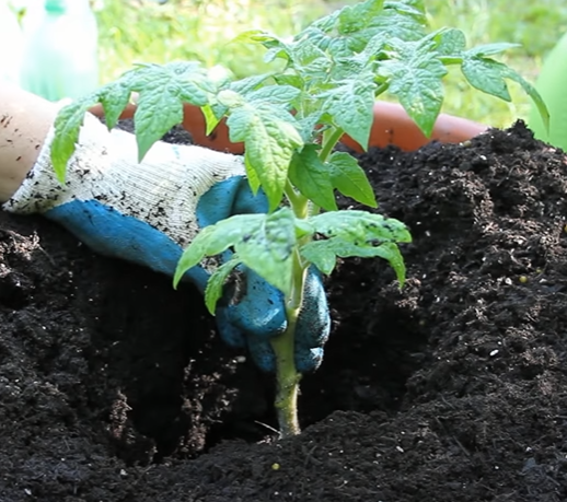 Planting Roma Tomatoes in a Pot