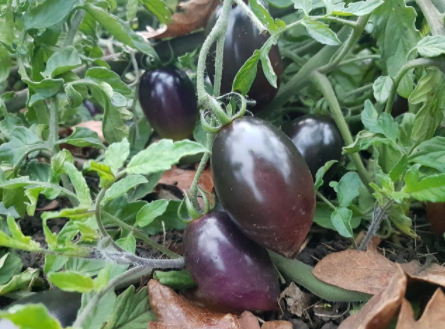 Picture showing purple Roma tomatoes