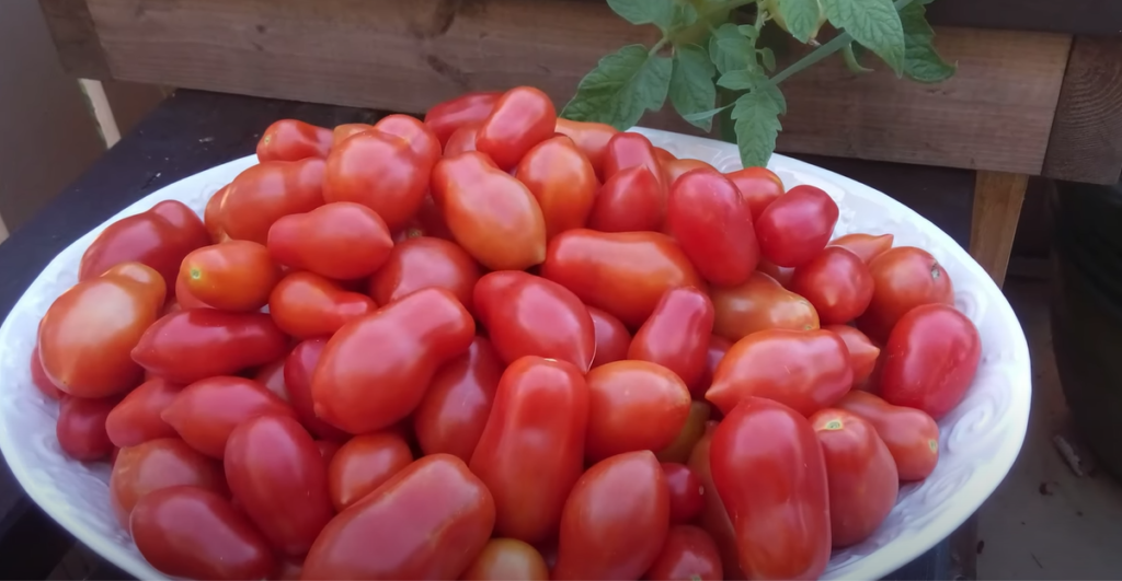 Picture of Roma Tomatoes