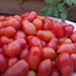 Picture of Roma Tomatoes