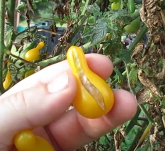 Split Yellow Pear Tomato