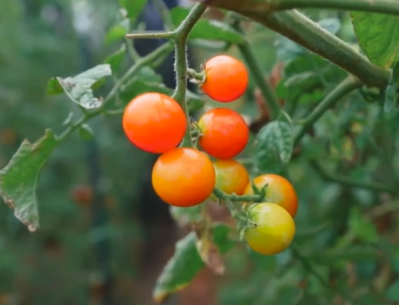 When to pick Cherry Tomatoes