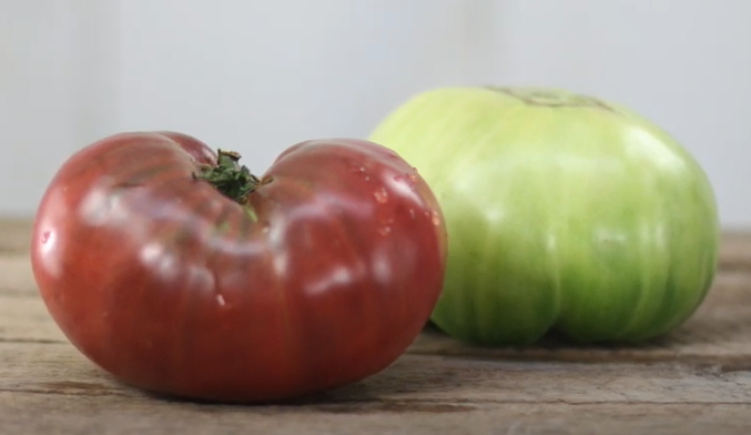 When to pick purple cherokee tomatoes