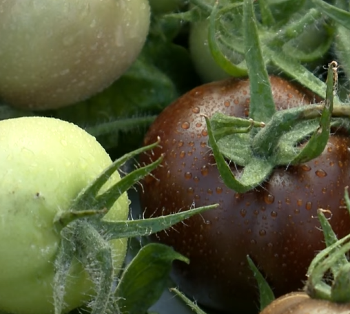 When to pick purple tomatoes