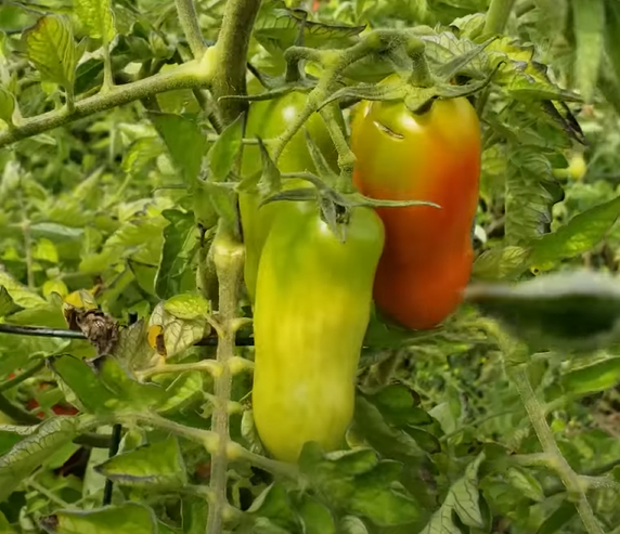 Picture showing when to pick san marzano tomatoes