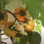 Picture showing when to pick tomatoes