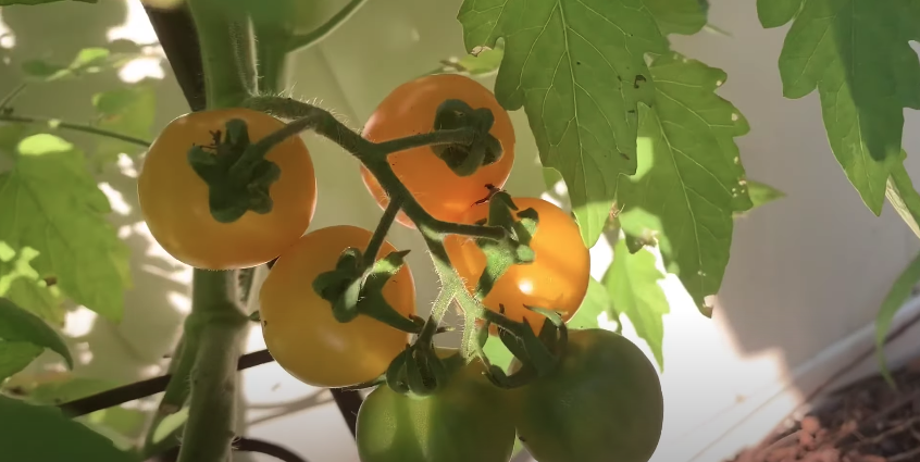 Picture showing when to pick tomatoes