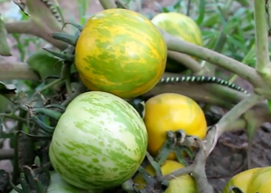 When to pick Green Zebra Tomatoes