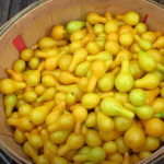 Picture Showing Yellow Pear Tomato