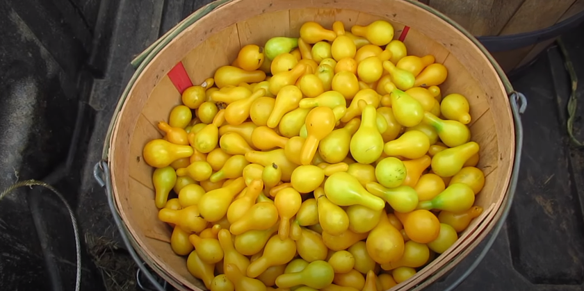 Picture Showing Yellow Pear Tomato