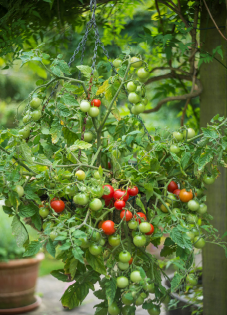 Picture of Altino Patio Tomato Variety