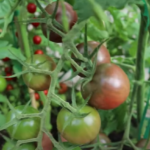 Black Cherry Tomato Picture