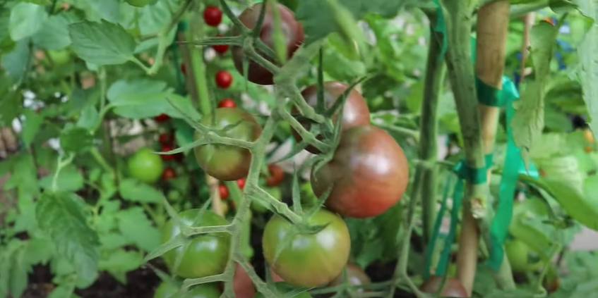 Black Cherry Tomato Picture