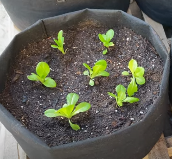 Growing Parris Island Lettuce in Containers