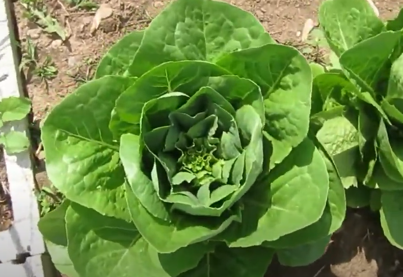 Parris Island Cos Lettuce Head