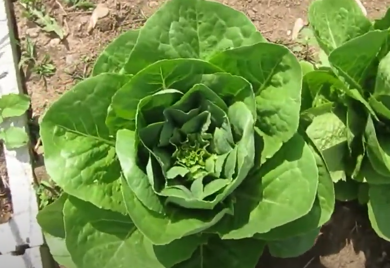 Mai's Family Parris Island Cos Romaine Lettuce Seeds – USA-Origin, Lactuca Sativa