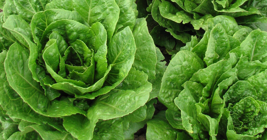 Picture of Parris Island Lettuce