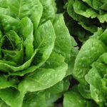 Picture of Parris Island Lettuce